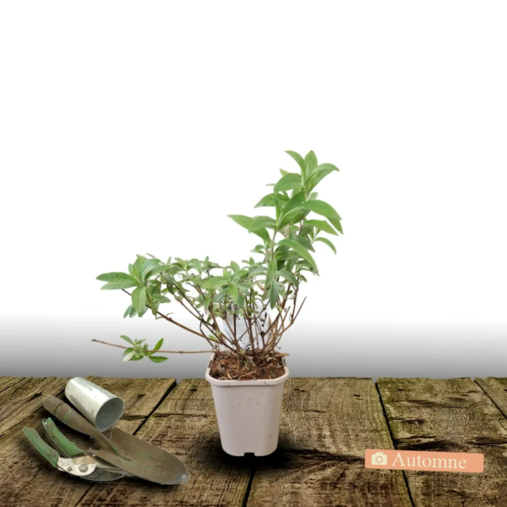 Arbre aux papillons butterfly tower® 'tobud1305'/[-]pot de 1,5l - 10/20 cm