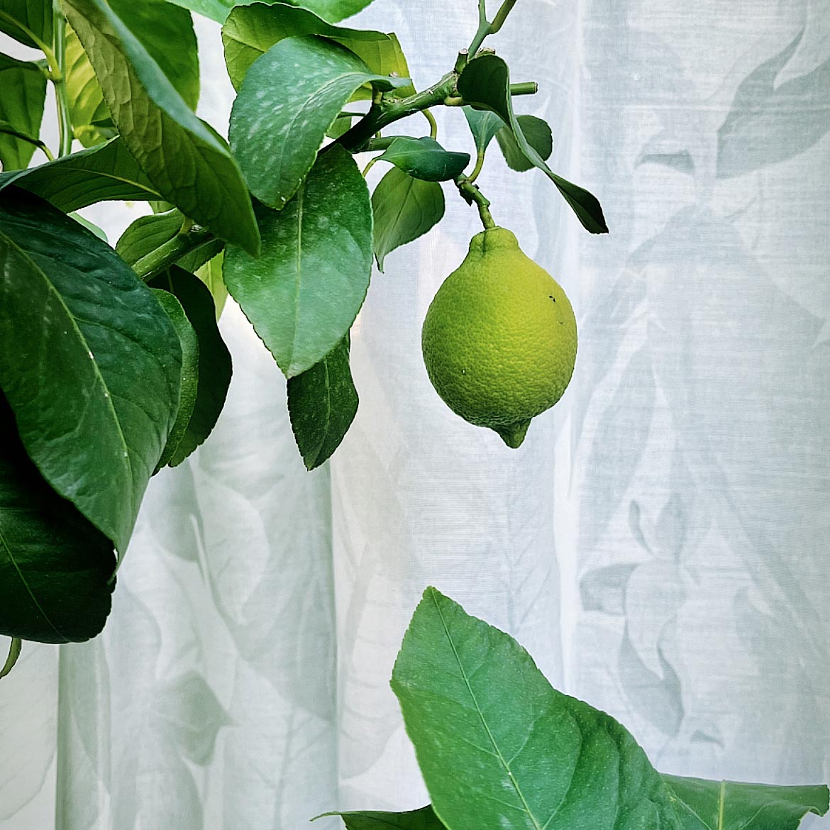 Extérieur Tissu pour voilages Feuilles 315 cm – vert
