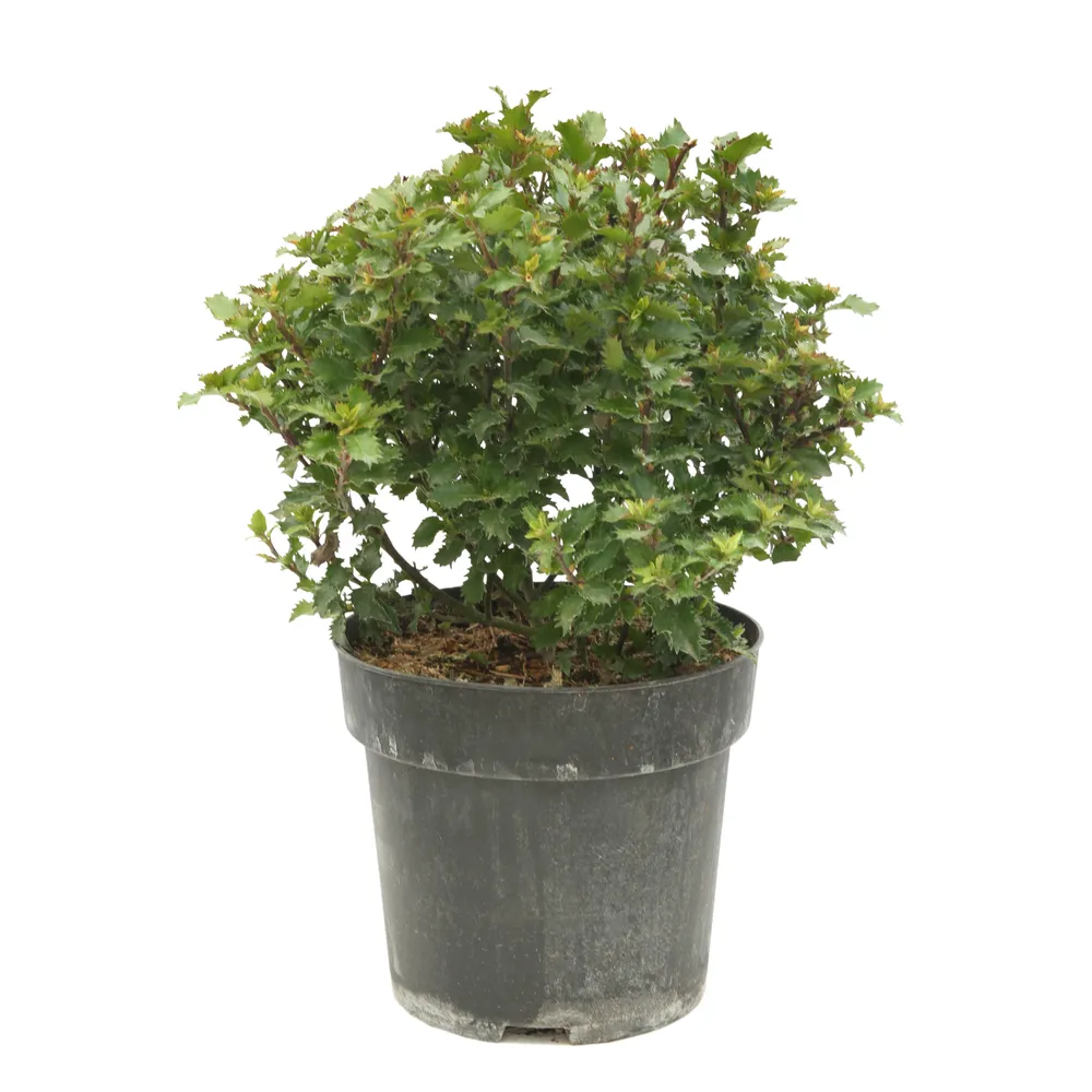 Ilex crenata ' Convexa ' boule : pot 4,5L