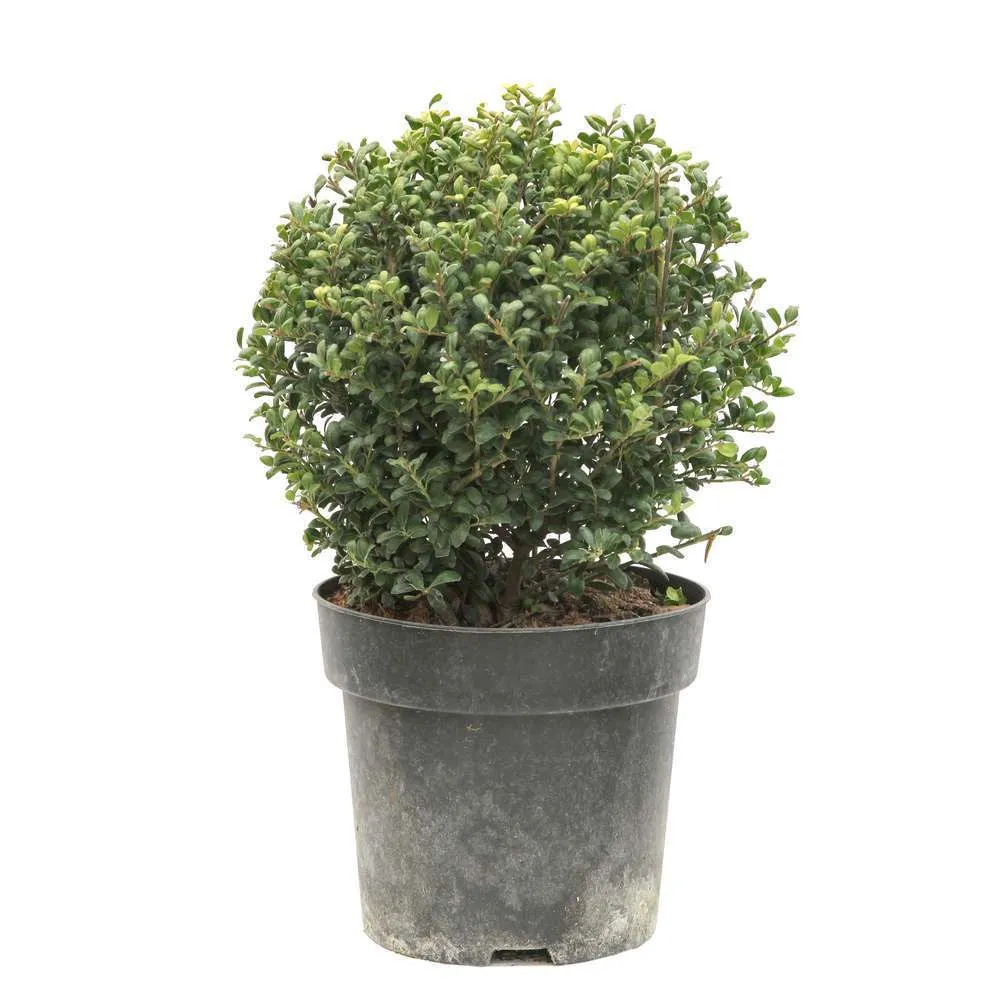Ilex crenata ' Convexa ' boule : pot 4,5L